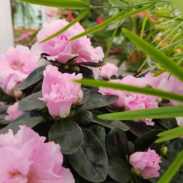Aux Fleurs de l'Adour