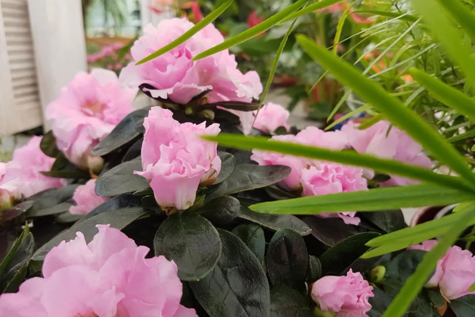 Aux Fleurs de l'Adour