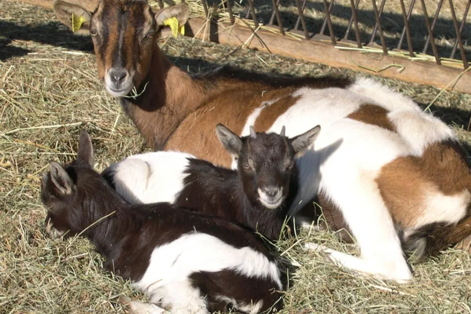La Ferme Au Galauzoue