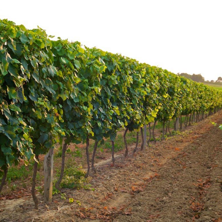 Domaine de Lartigue