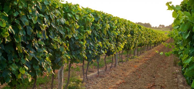 Domaine de Lartigue