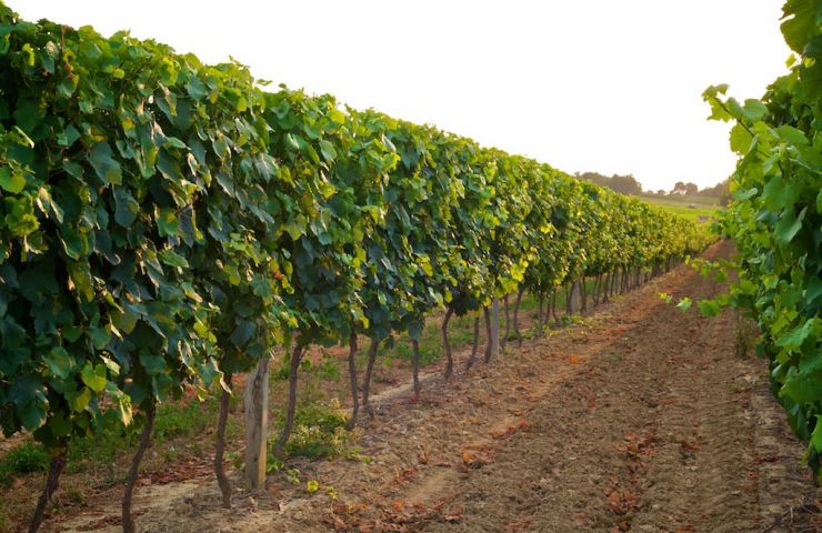 Domaine de Lartigue