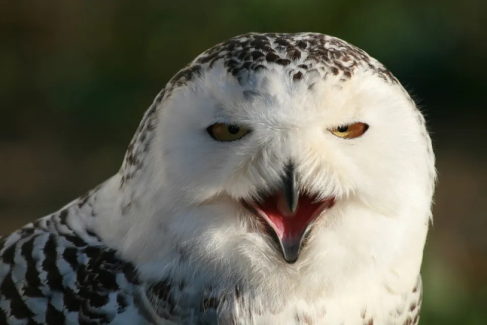 Birds of prey park