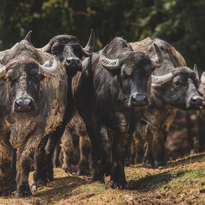 L'Bufala Ferme