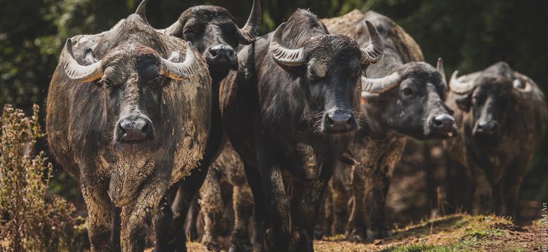 L'Bufala Ferme