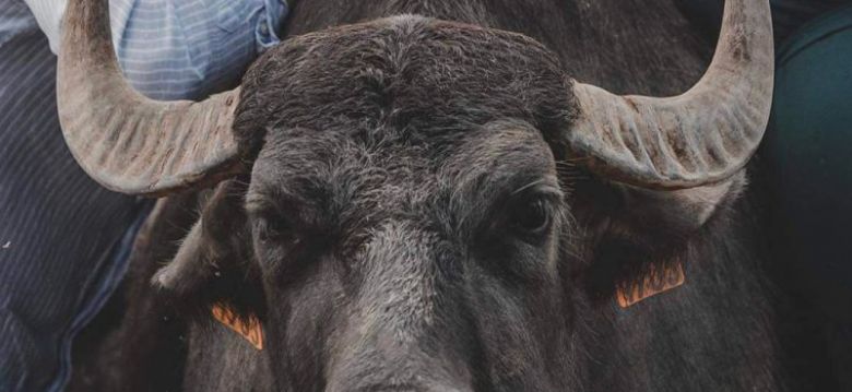 L'Bufala Ferme