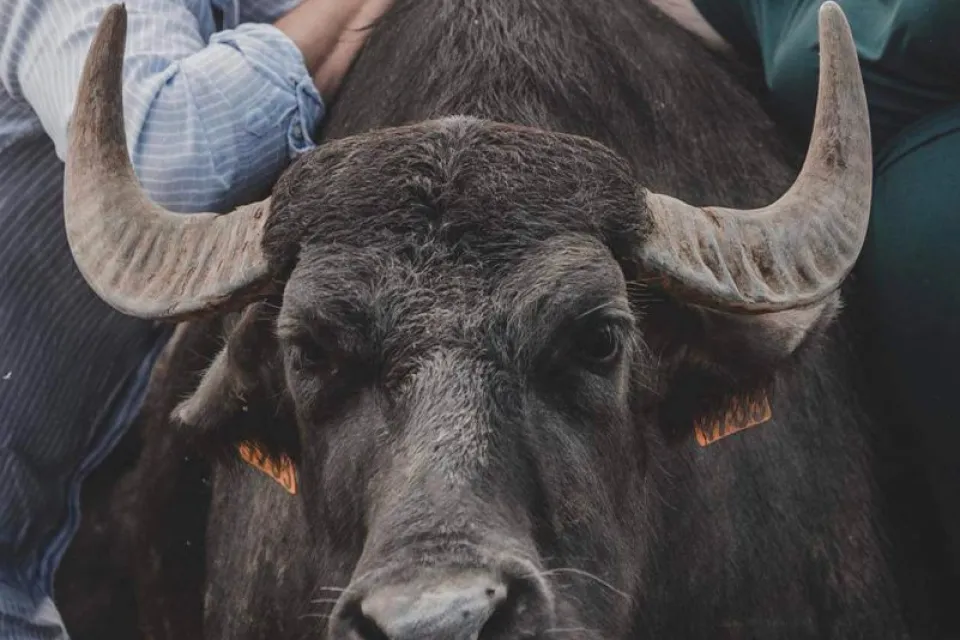 L'Bufala Ferme