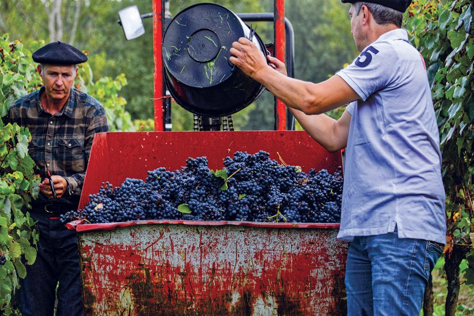 The winegrowers of Plaimont