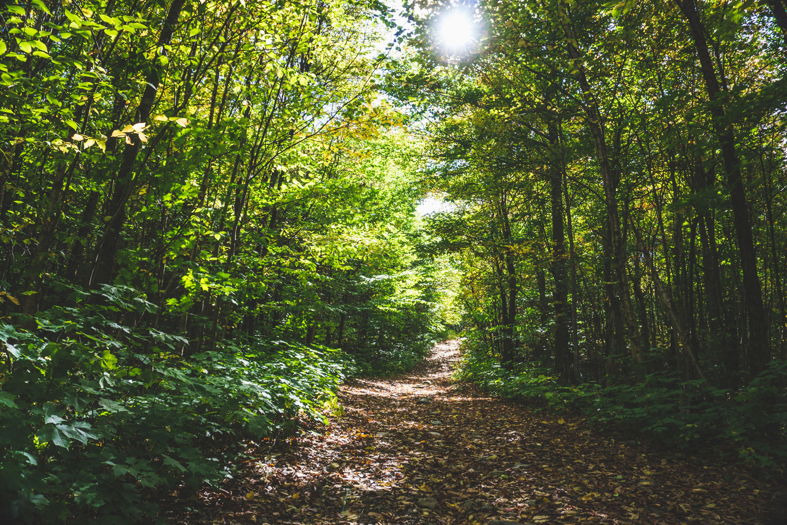 La Forêt d'Aignan