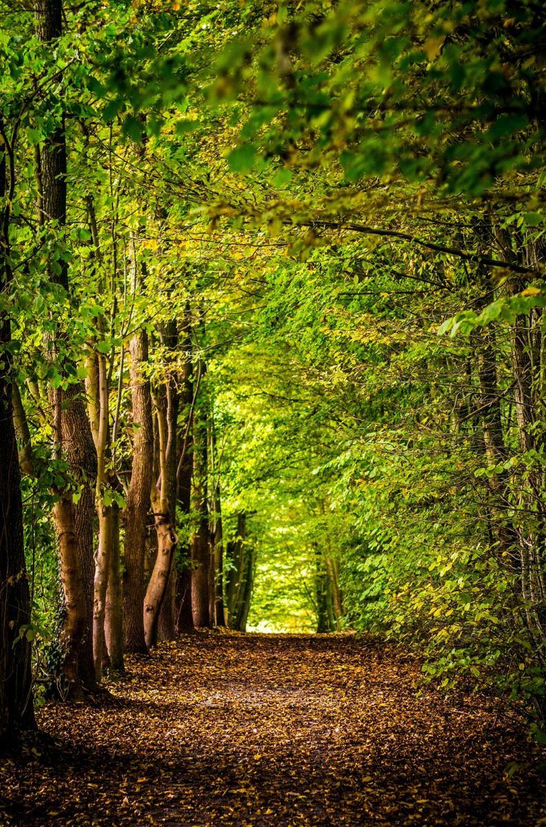 The State Forest of Armagnac