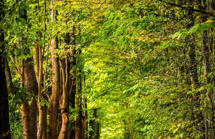 The State Forest of Armagnac