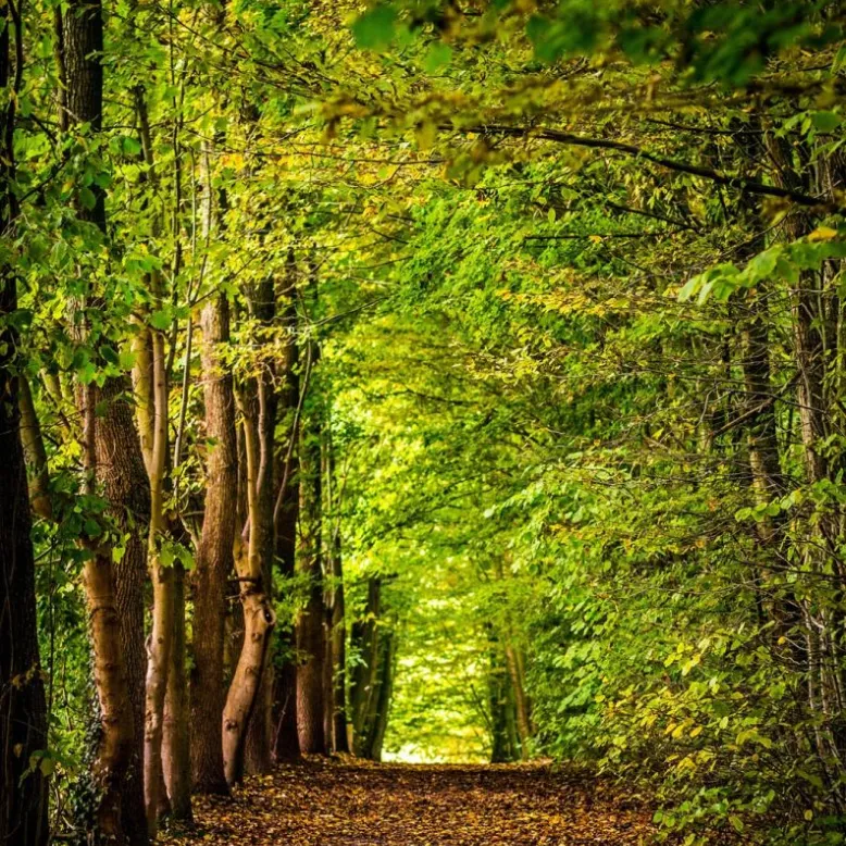 La Forêt domaniale de l’Armagnac