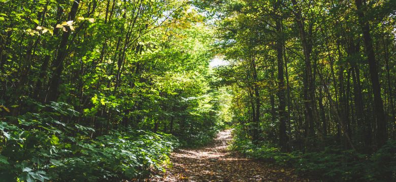 La Forêt de Sérilhac