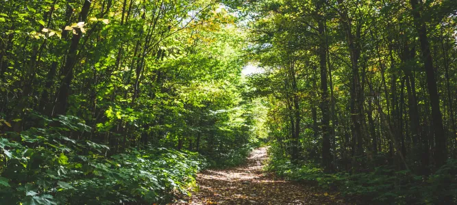 La Forêt de Sérilhac