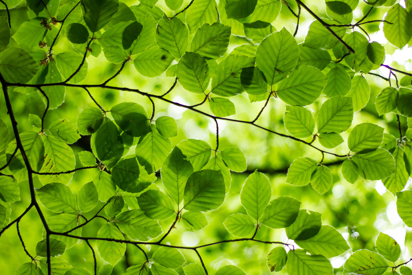 The nature and heritage trail on the banks of  ...