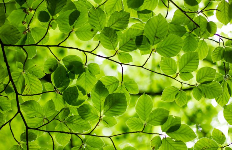 The nature and heritage trail on the banks of  ...