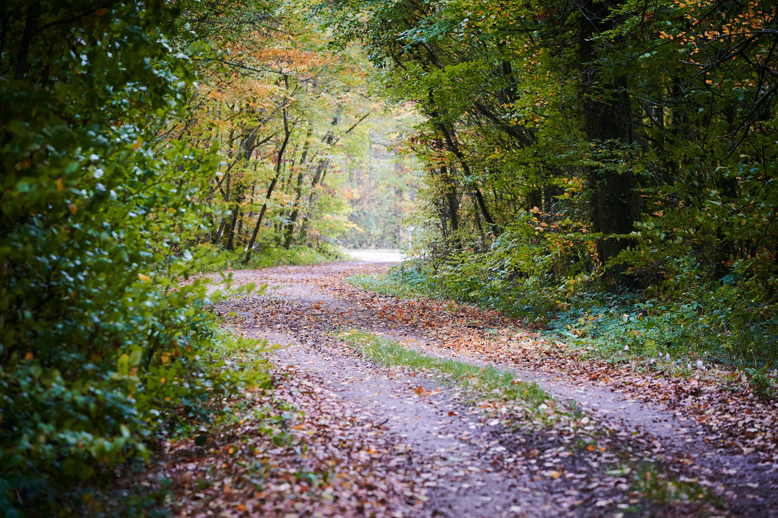 La Forêt du Ramier