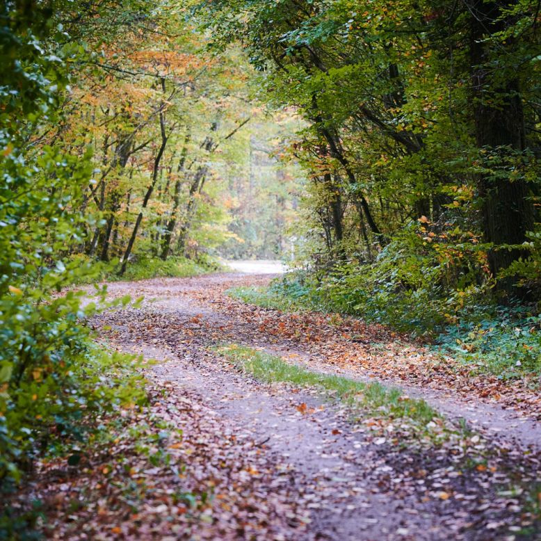The Ramier Forest