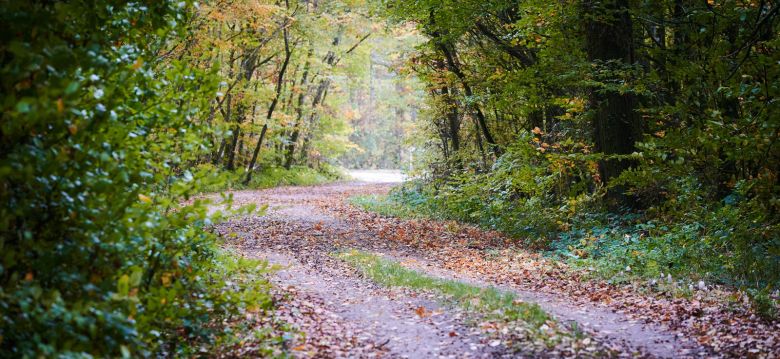 The Ramier Forest