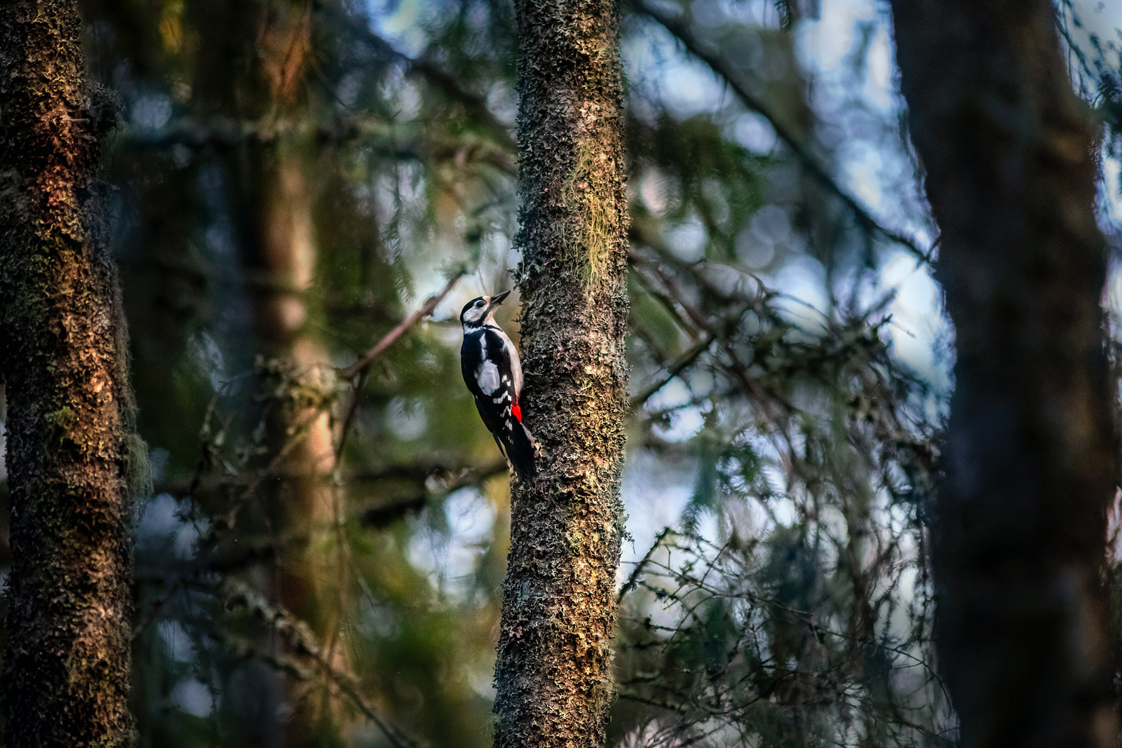 L’observatoire ornithologique du Lac de Saint-Jean