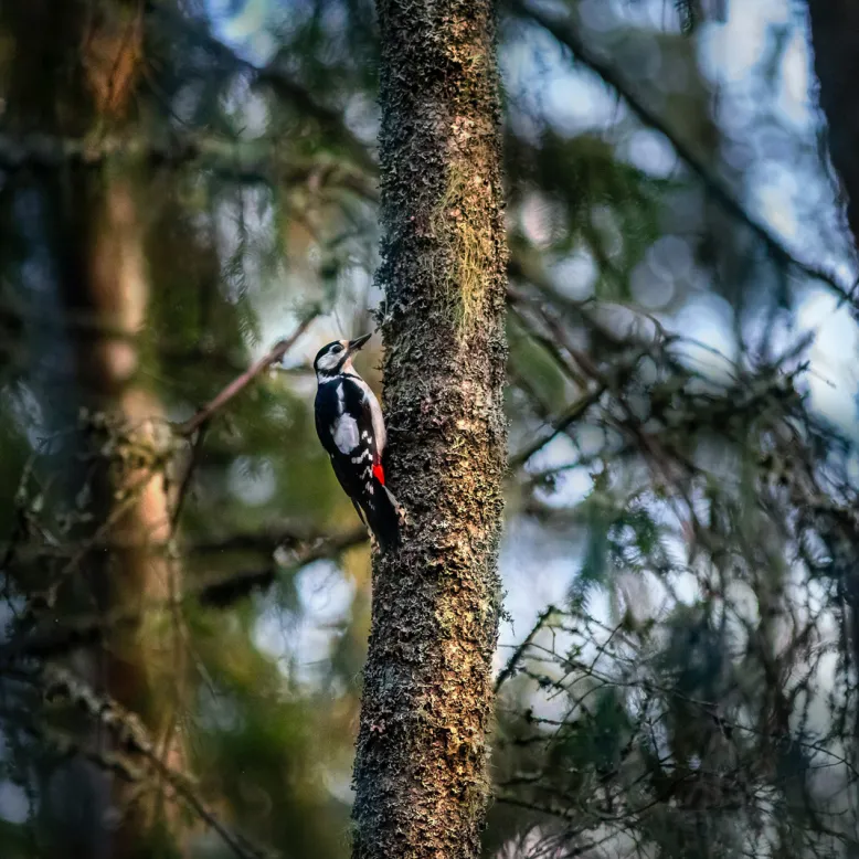 L’observatoire ornithologique du Lac de Saint-Jean