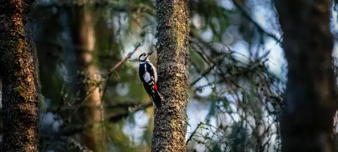 L’observatoire ornithologique du Lac de Saint-Jean