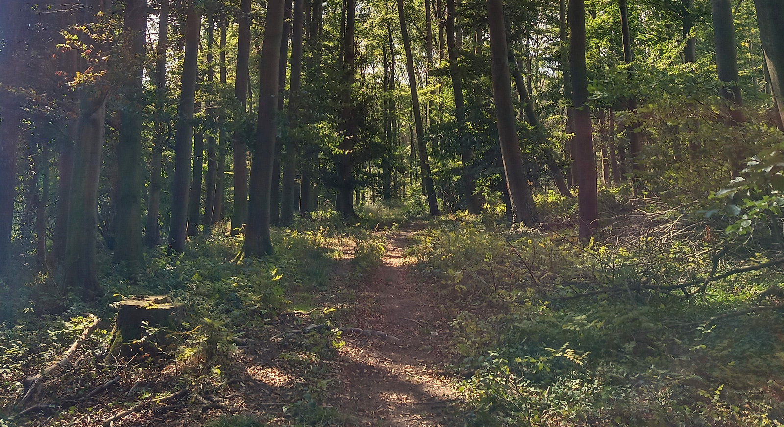 The Bouconne Forest