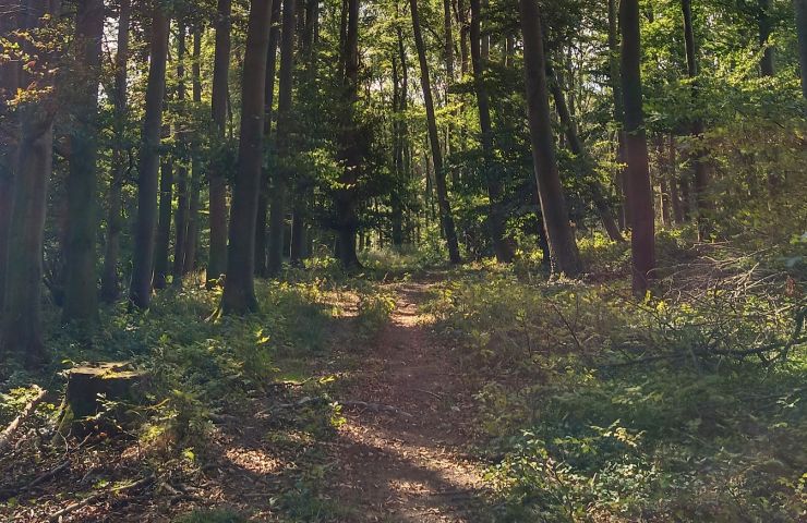 La Forêt de Bouconne
