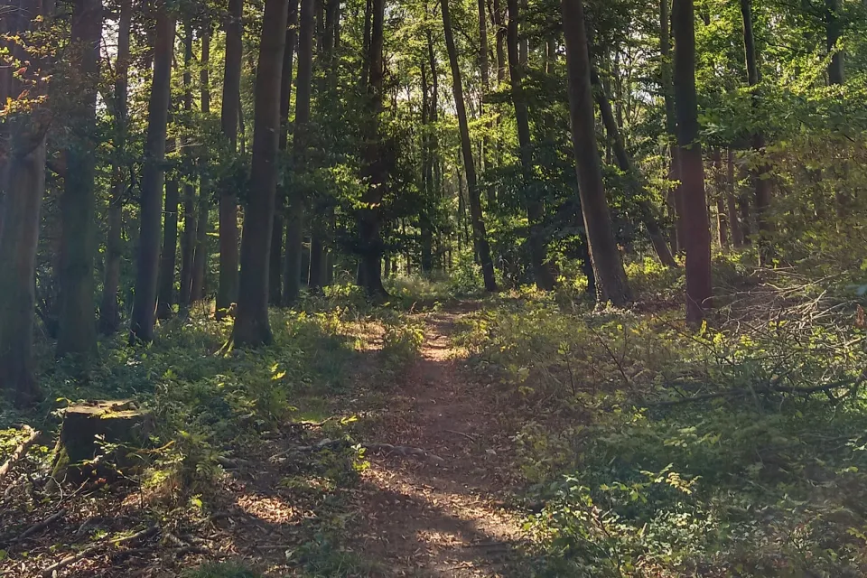 La Forêt de Bouconne