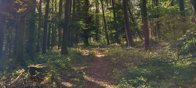 La Forêt de Bouconne