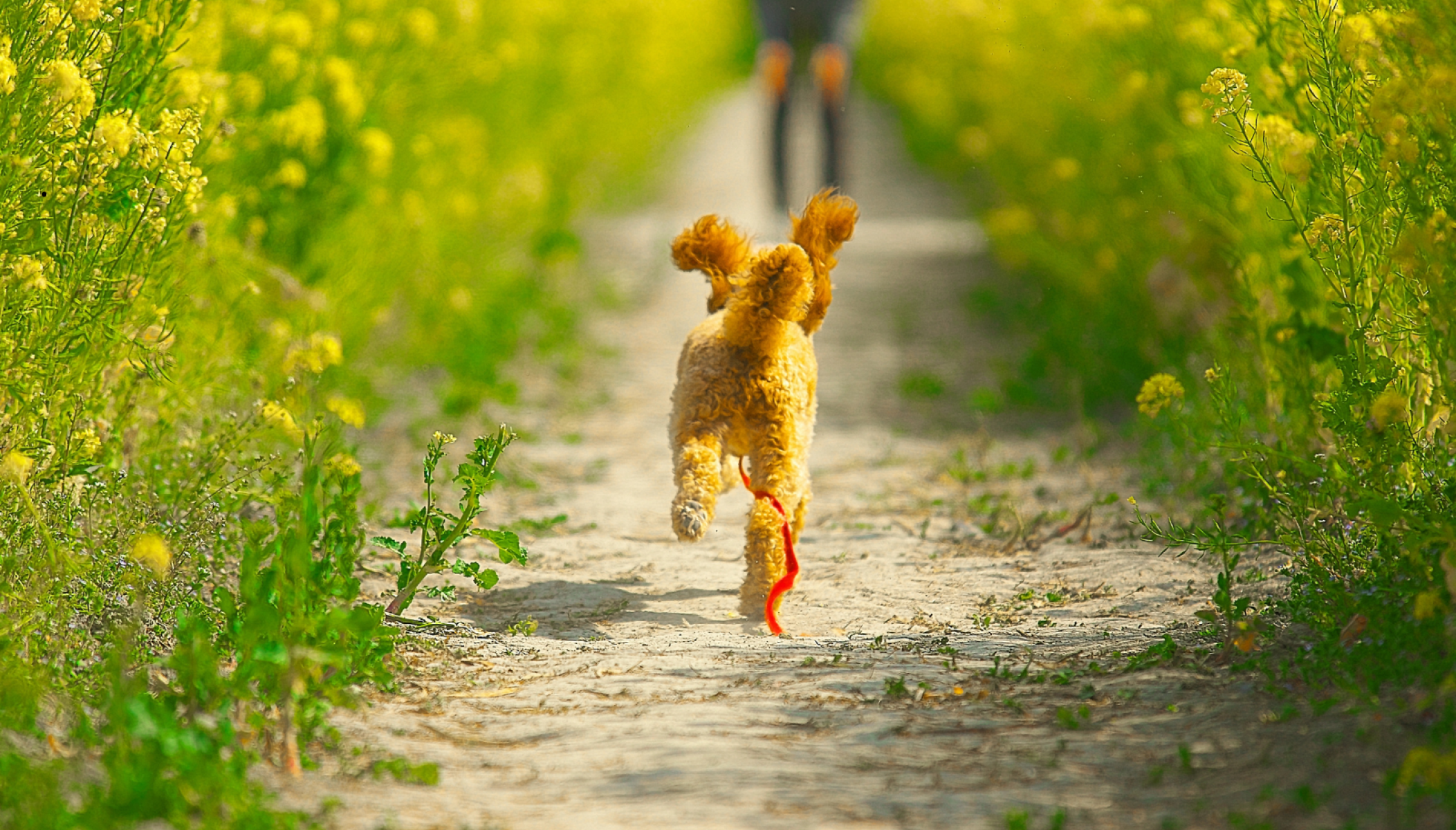 Le Gers avec son chien, les bons plans pour une escapade dogfriendly