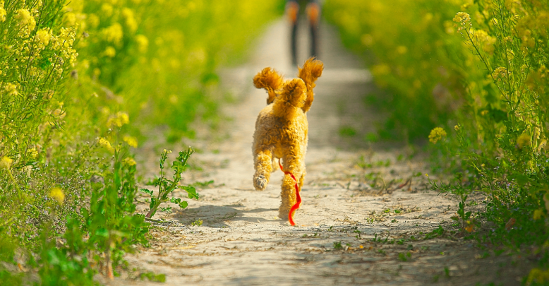 Gers with your dog: great tips for a dog-frien ...