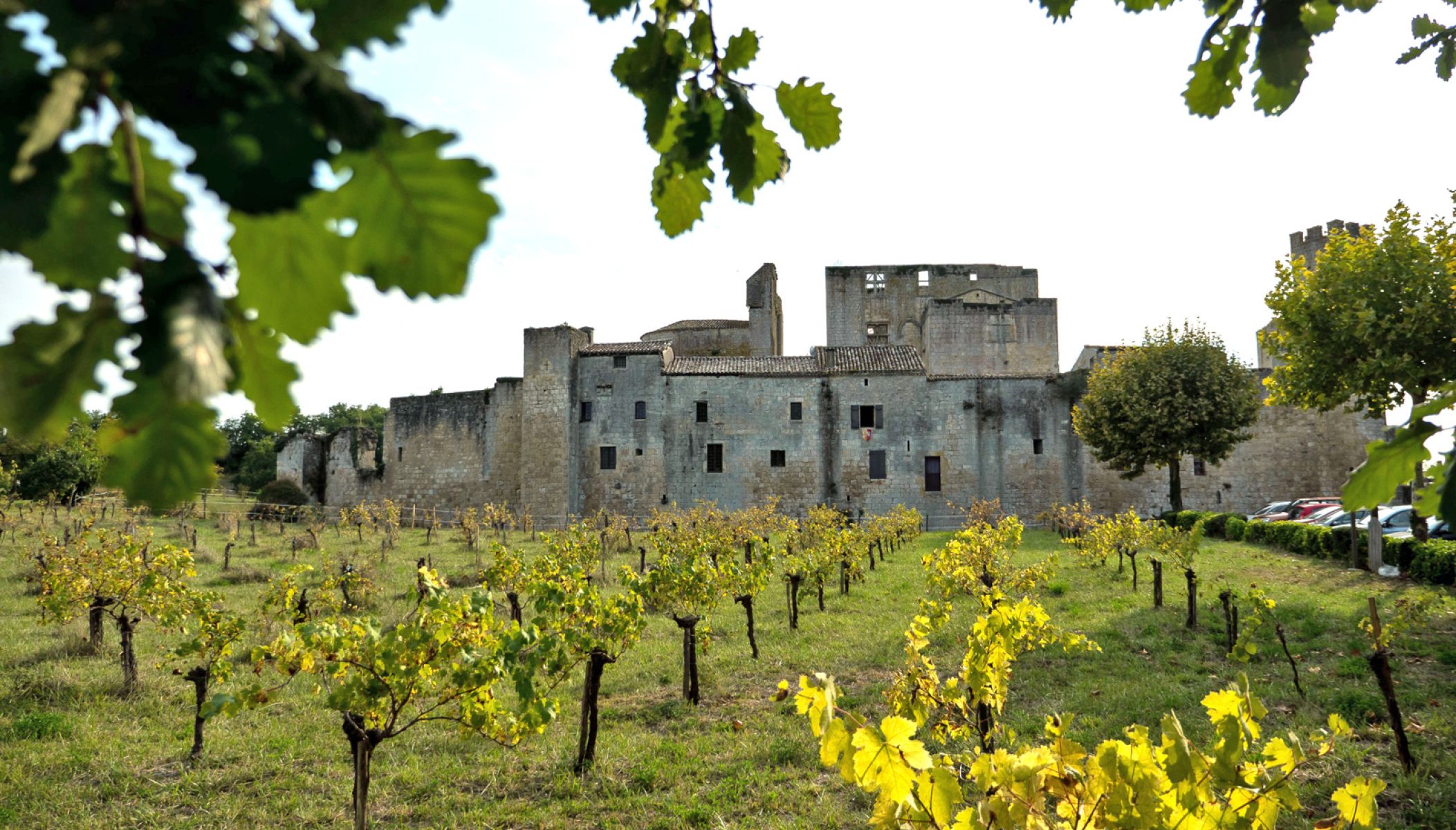 Visits to vineyards and the flame of Armagnac