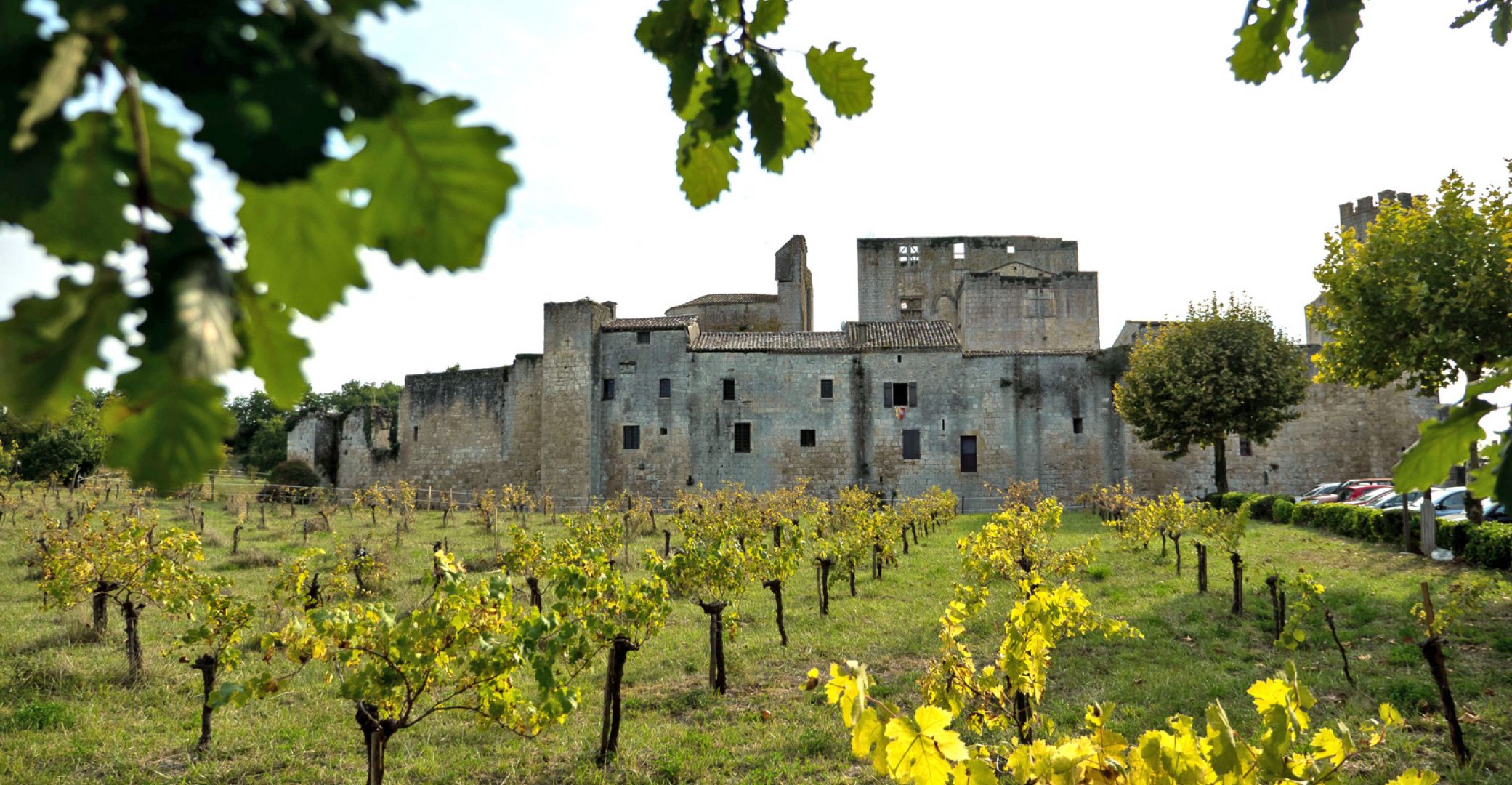 Visits to vineyards a ... Visits to vineyards a ...