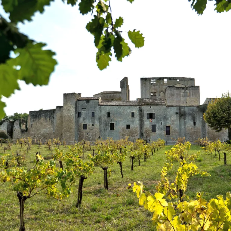 Visits to vineyards and the flame of Armagnac