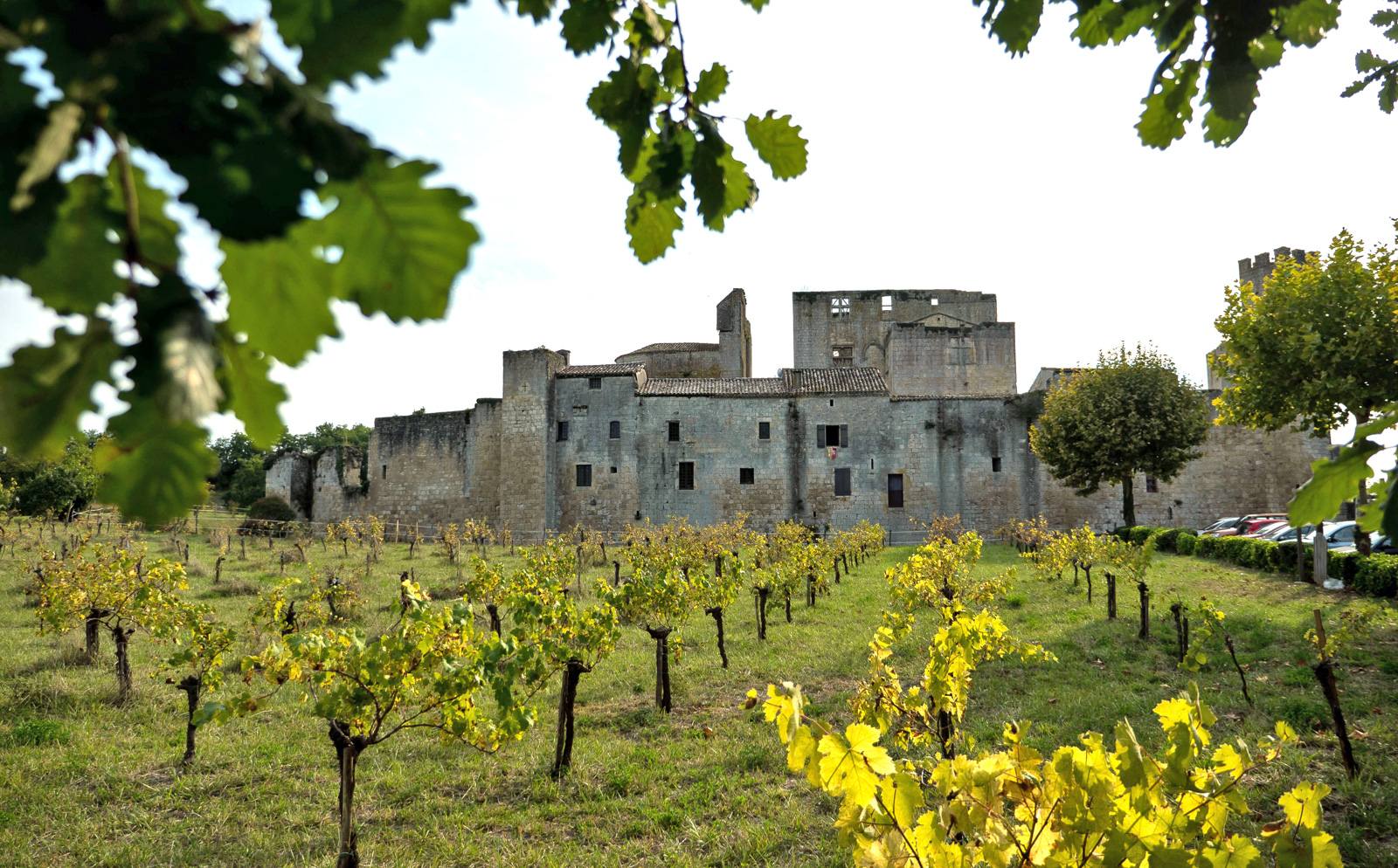 Visits to vineyards and the flame of Armagnac