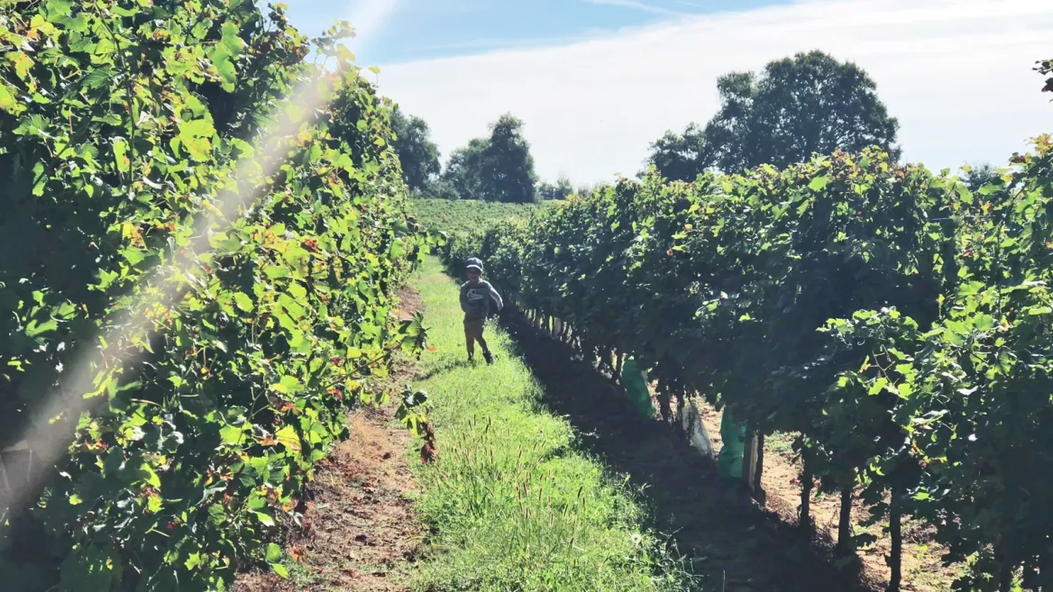Se promener dans les vignes du Gers