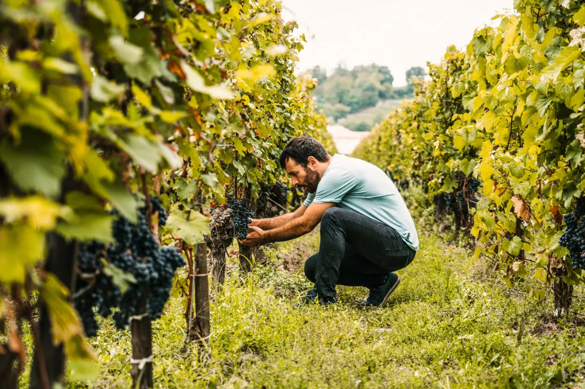 Madiran vine man © Shutterstock