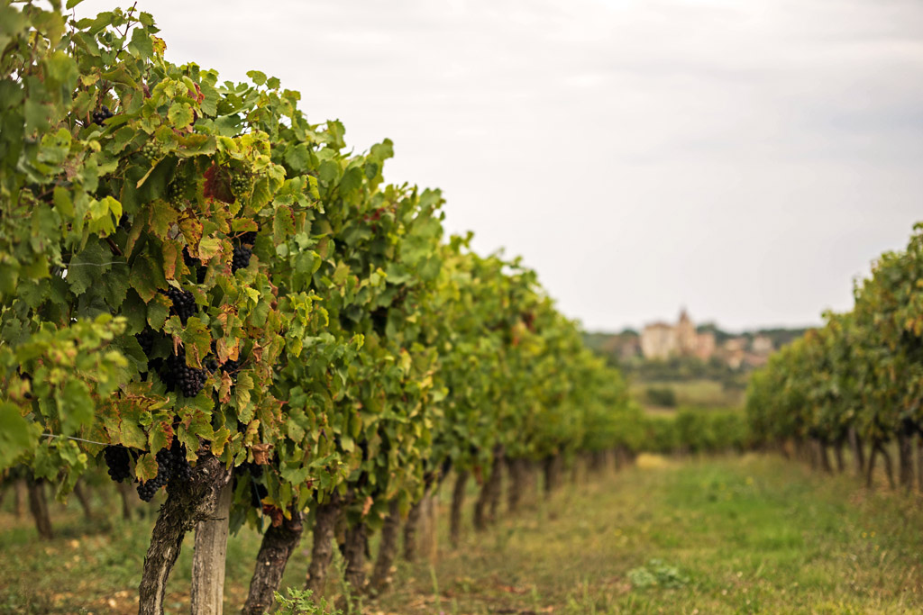 Vineyards of Lavardens