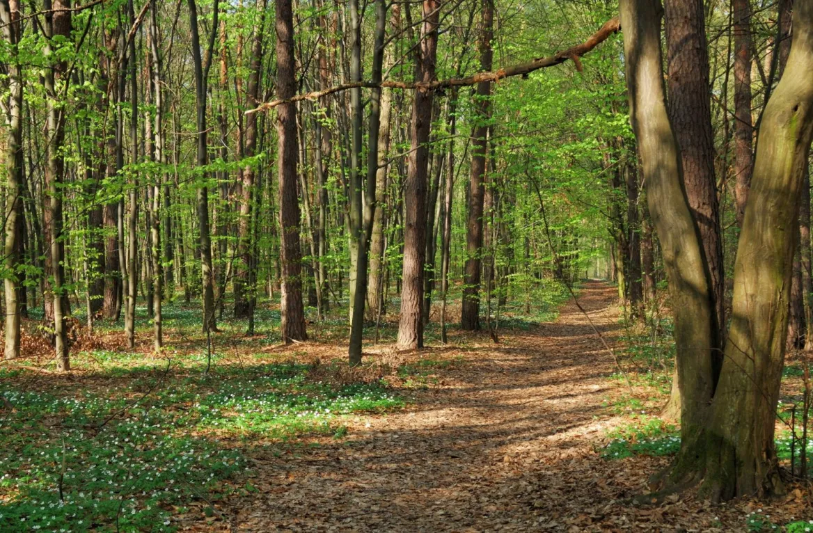 picnic spot in the Gers woods of Auch