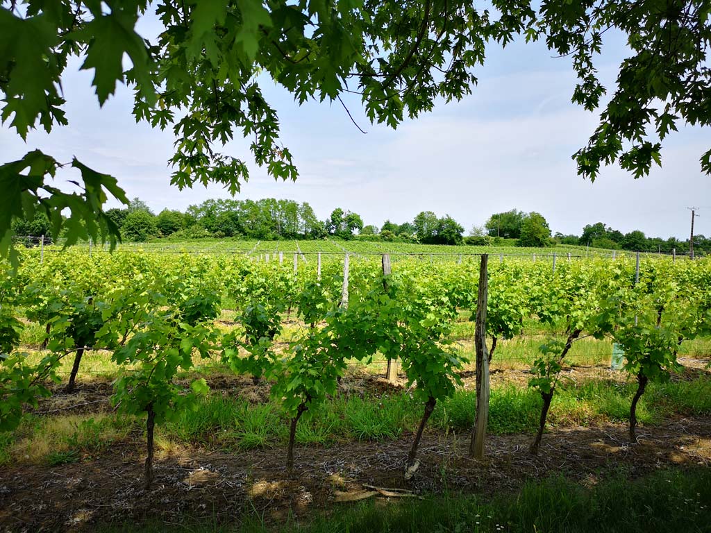 vignes armagnac