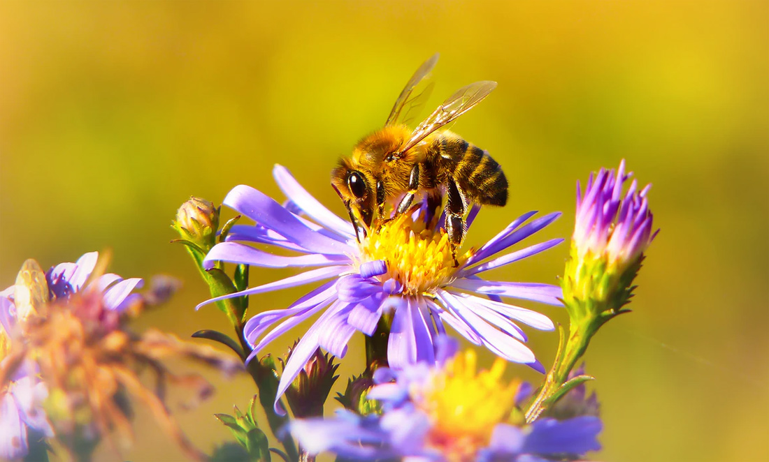 Abeille