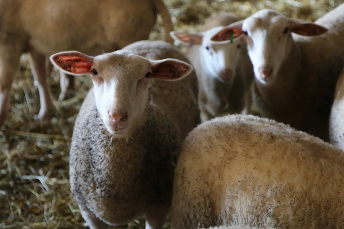lambs