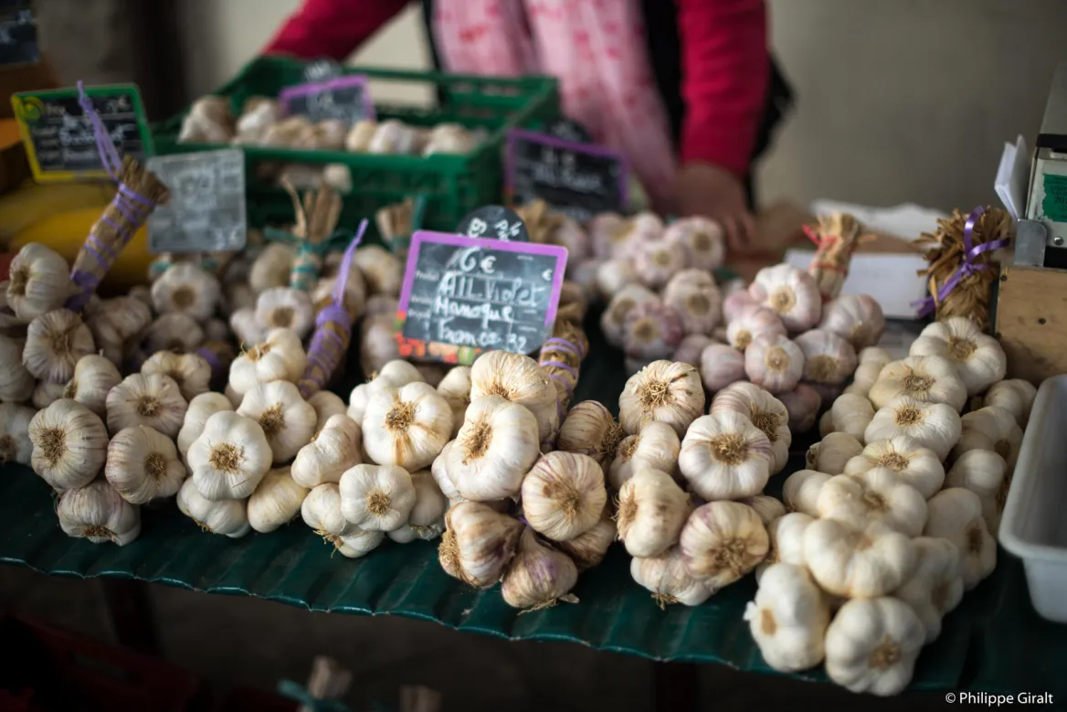 purple garlic