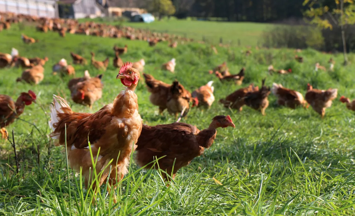 poultry