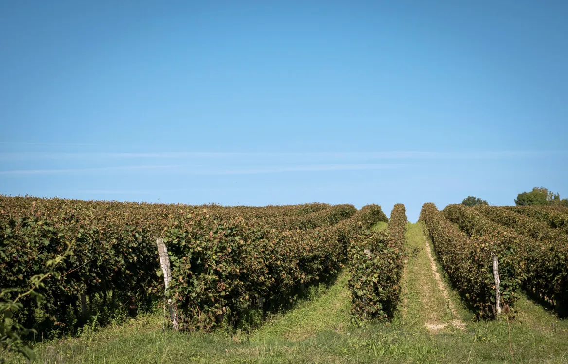 Vignes autour du village