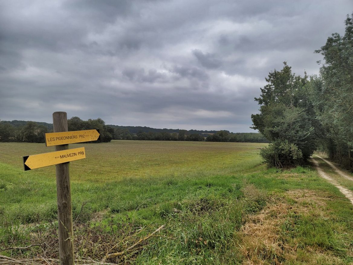 Pigeon path