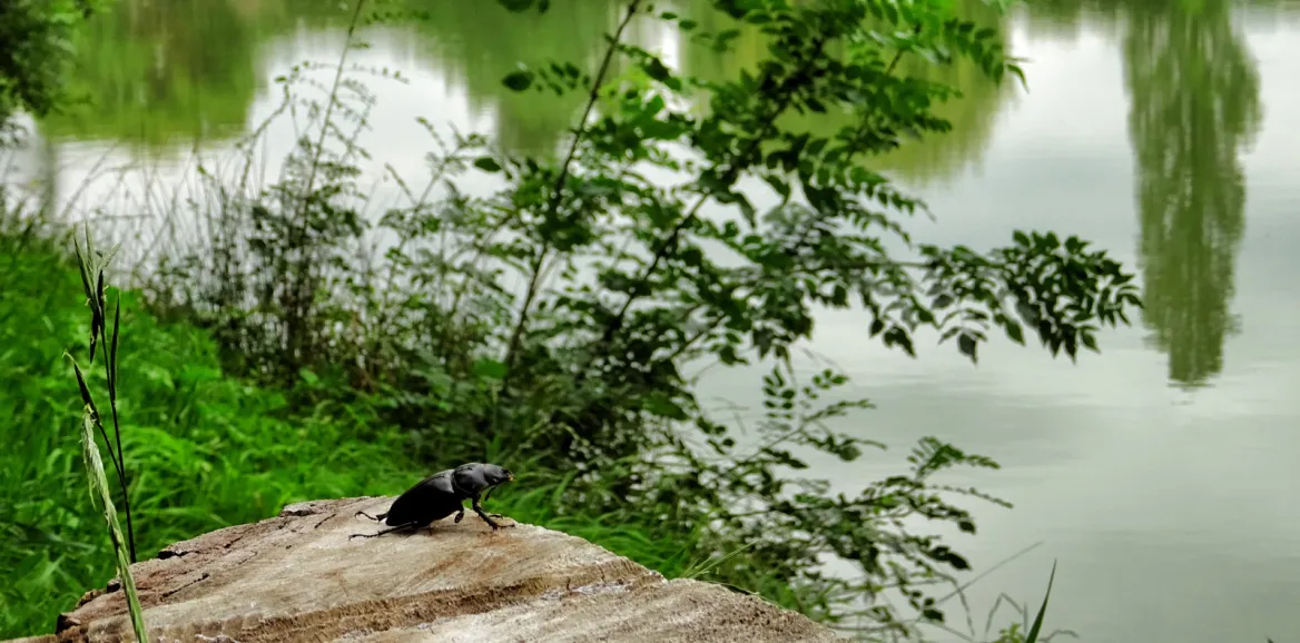 Nature et verdure au Lac de Mauvezin