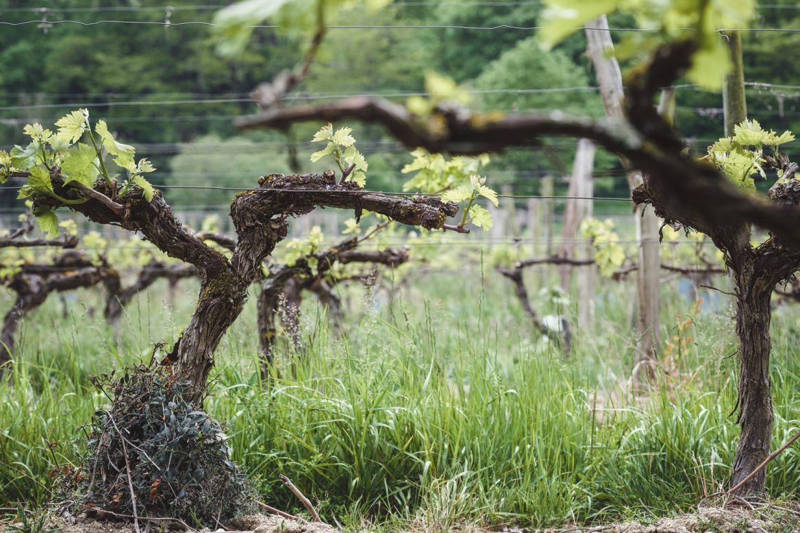 Domaine Arton