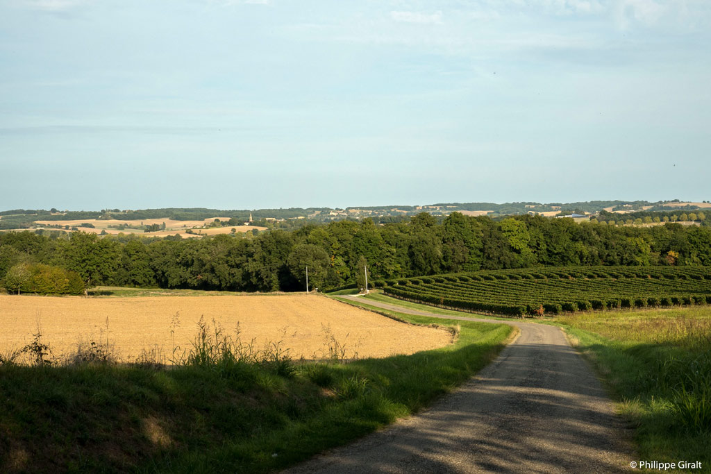 The vineyards of Gers